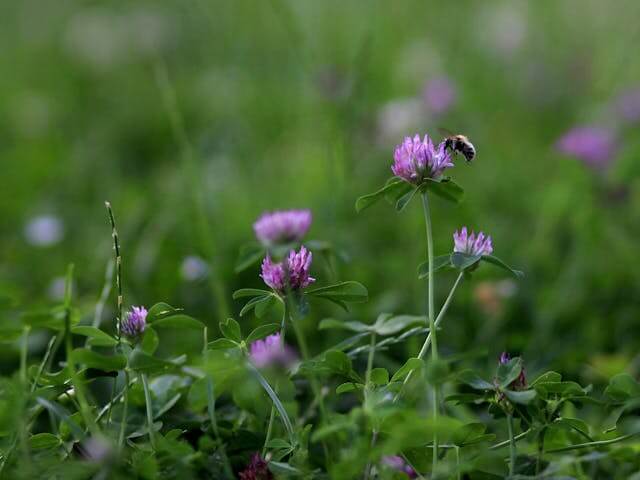 kaip pašalinti dobilus