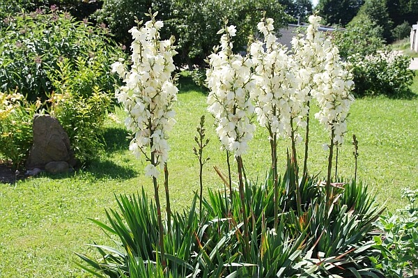 Lauko jukos dauginimas