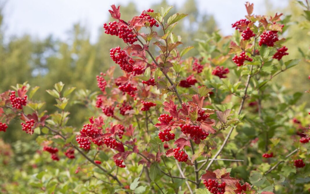 putino uogos nauda sveikatai