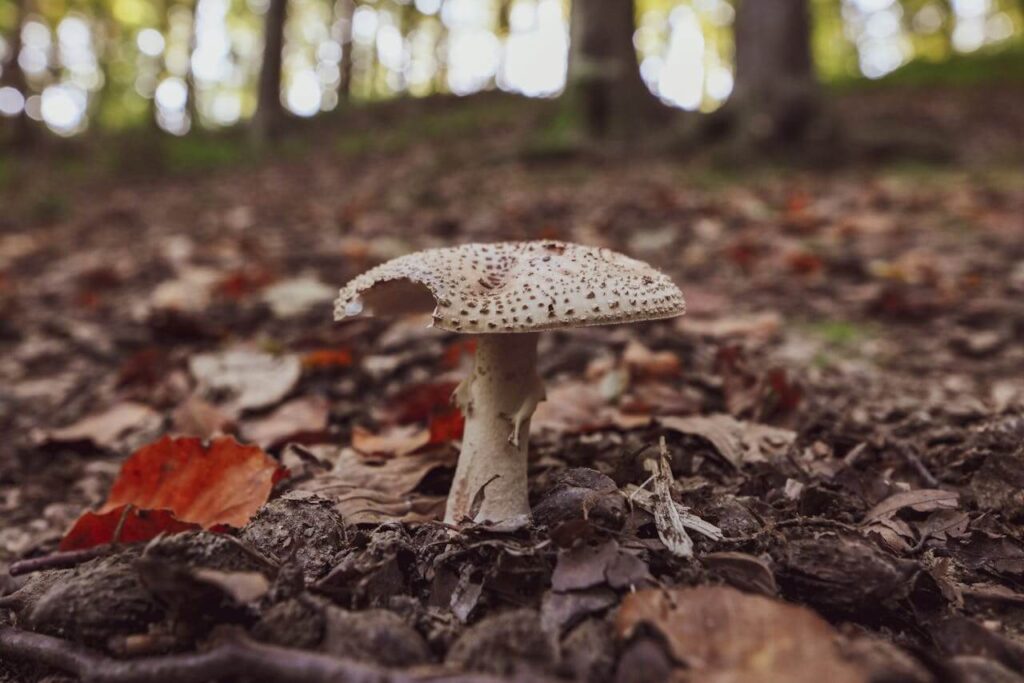Baltosios musmirės (Amanita citrina)