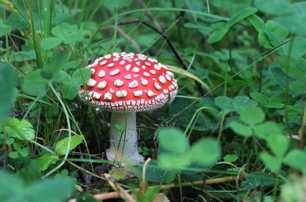 Raudonosios musmirės (Amanita muscaria)
