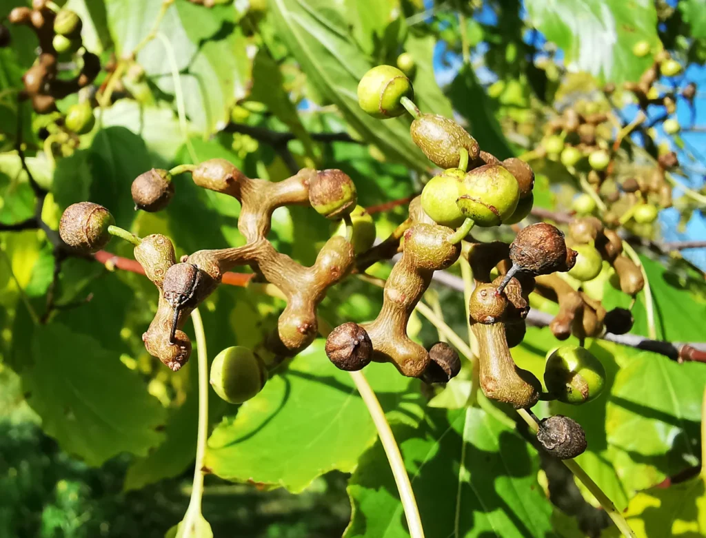 Hovenia dulcis Galinga pagalba nuo pagirių