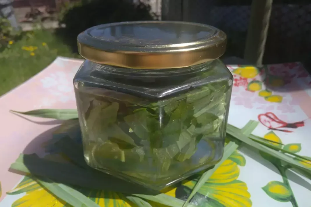 Meškinis česnakas su degtine stiklainyje lauke