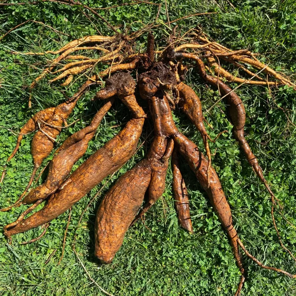 kudzu šaknis Vaistažolė nuo pagirių
