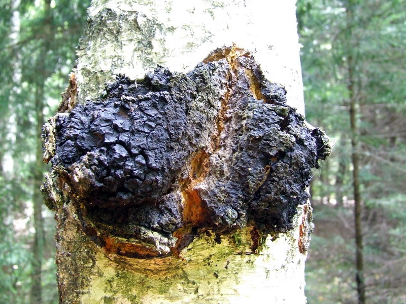 Čaga beržo grybas (Inonotus obliquus) – juodos spalvos grybas, augantis ant beržų kamienų šaltuose klimatuose.