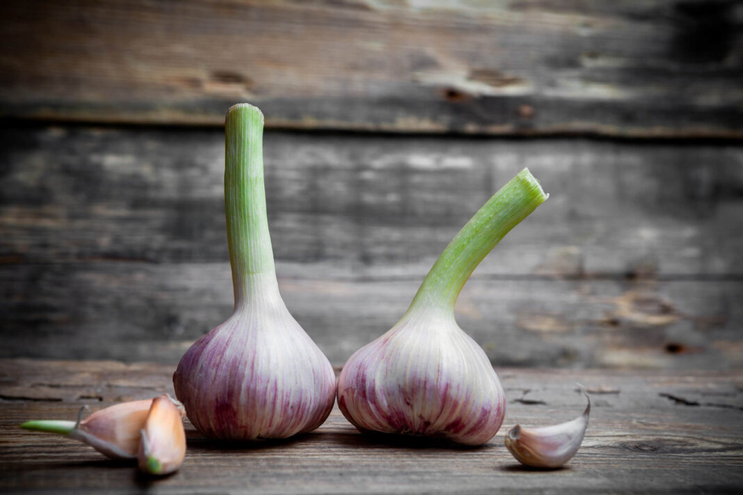 Žieminiai česnakai su stiebais ir nuluptomis skiltelėmis ant medinio paviršiaus.