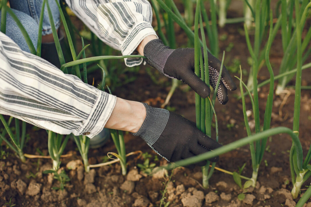 Svogūnų sodinimas šiltnamyje – žmogus su pirštinėmis sodina svogūnus į purią dirvą.