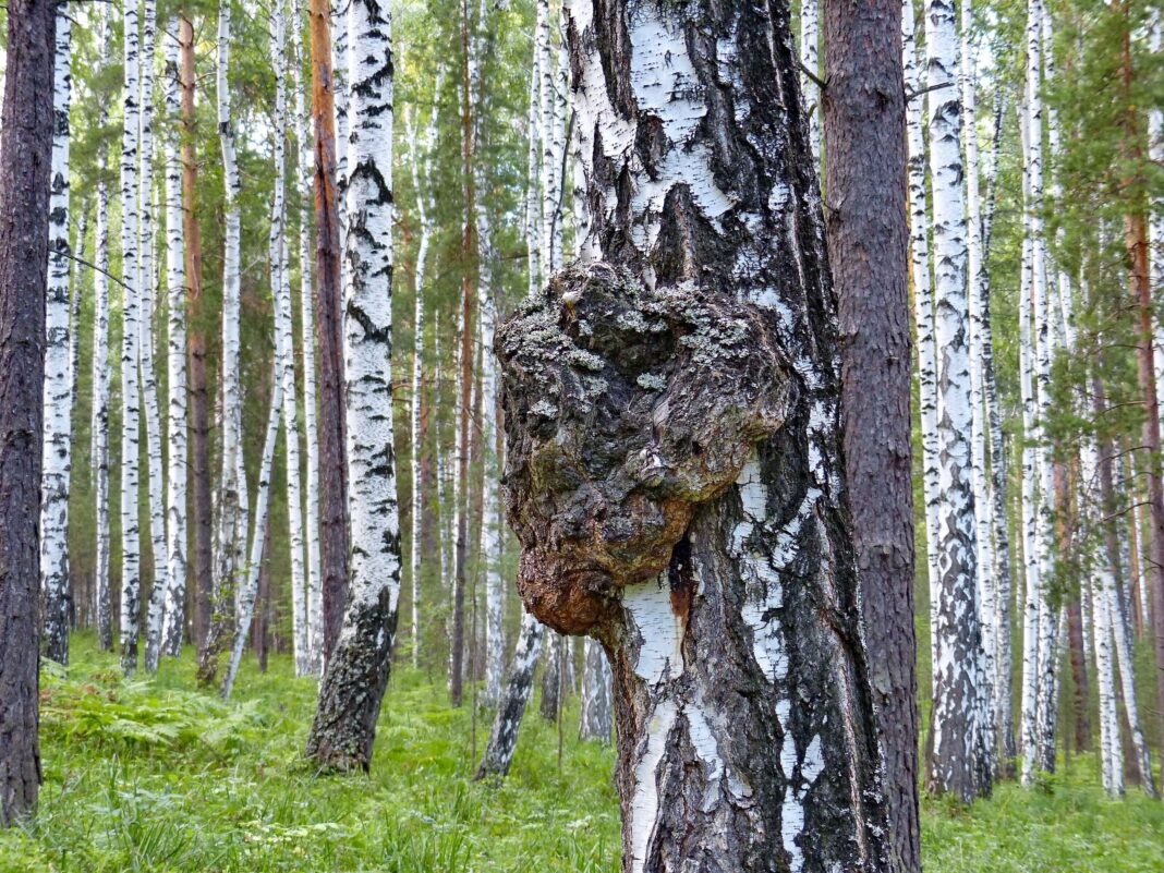 Beržo grybas ir vėžys – natūralus darinys, kuris sulaukia vis daugiau dėmesio dėl galimo poveikio onkologinėms ligoms.