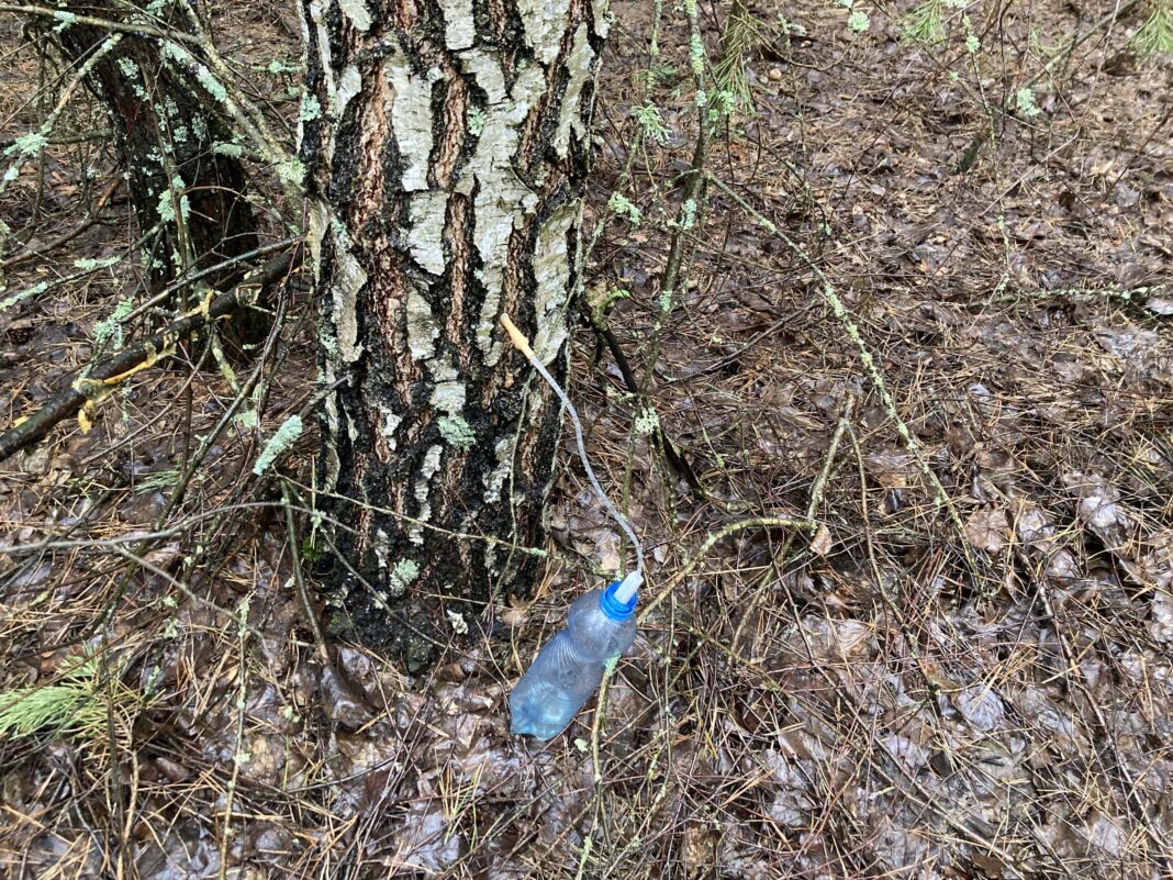 Beržų sula renkama iš medžio į plastikinį butelį miške – tradicinis pavasario sulos leidimo būdas.