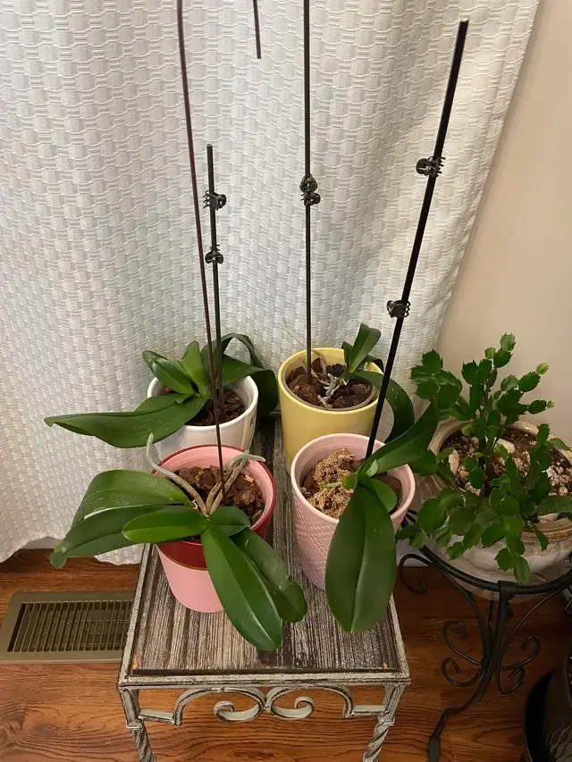 kodėl orchidėja nustoja žydėti ir lieka tik stiebai bei lapai