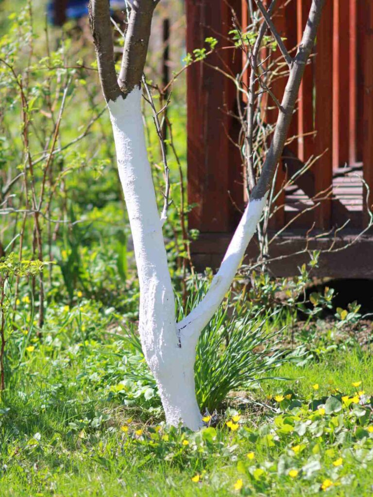 Medelių balinimas sode – nubalintas vaismedžio kamienas pavasarį