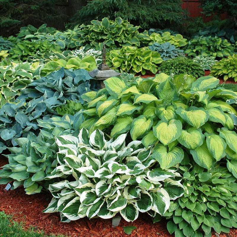 Įvairių veislių melsvės (Hosta) pavėsingame sode