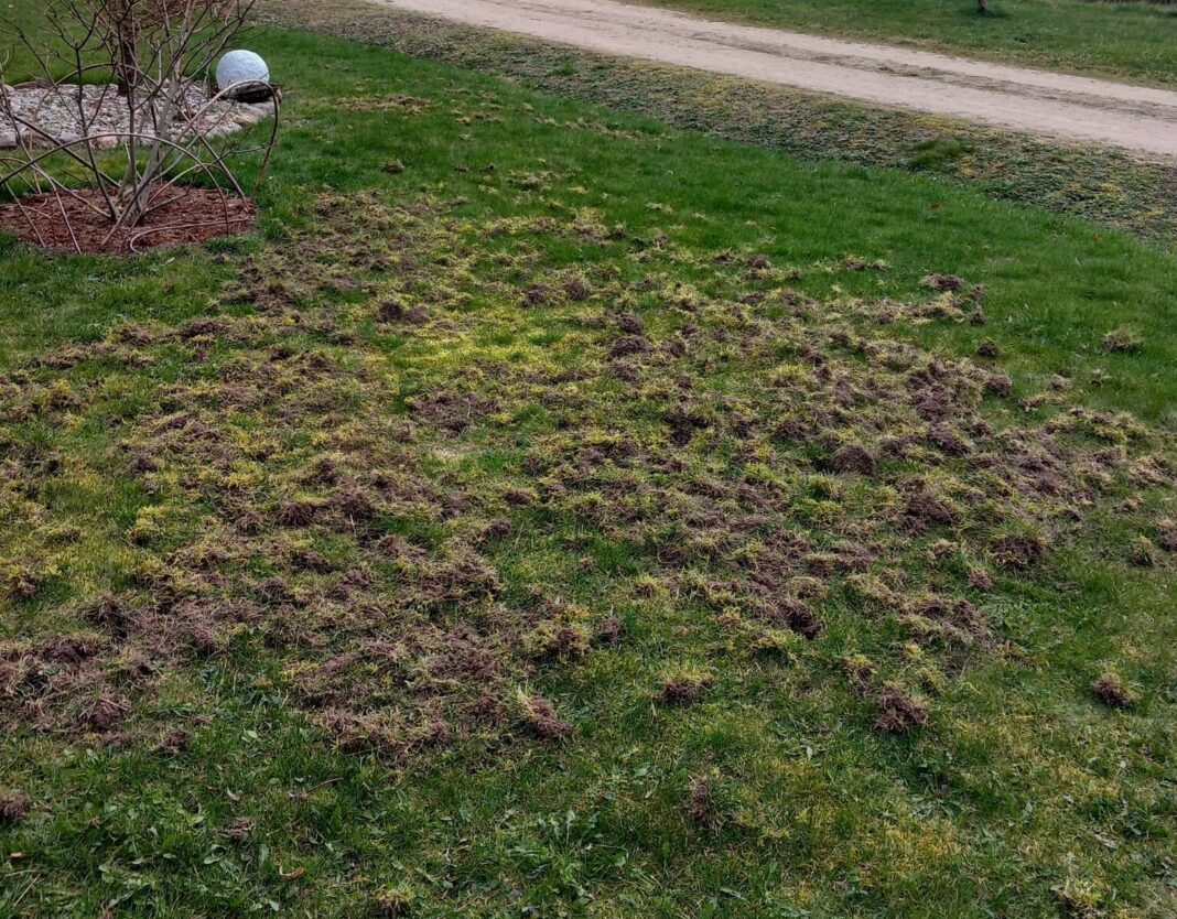 Išrausta veja dėl grambuolių lervų – žalą sukelia gyvūnai ieškantys lervų.