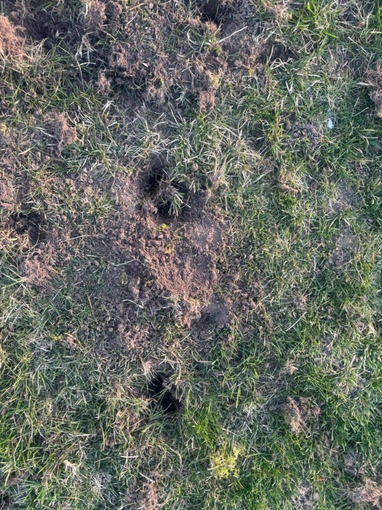 Artimas grambuolių lervų ieškančio gyvūno darbo vaizdas vejoje