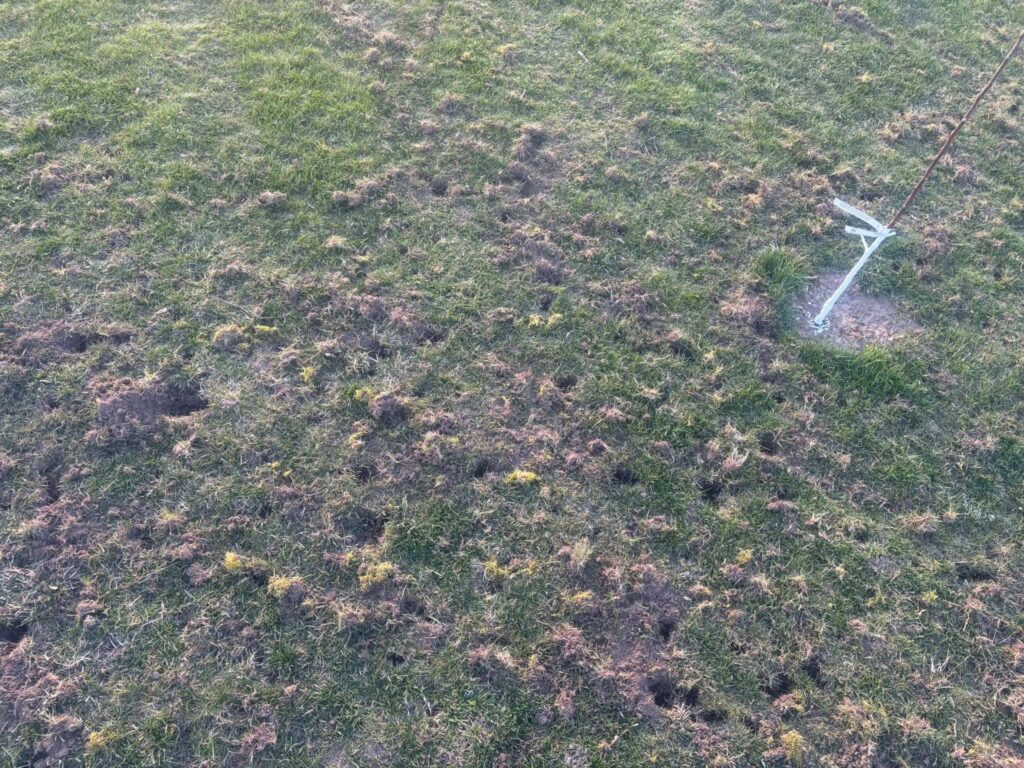 Iškasinėta veja dėl grambuolių lervų – naktinės veiklos pasekmės