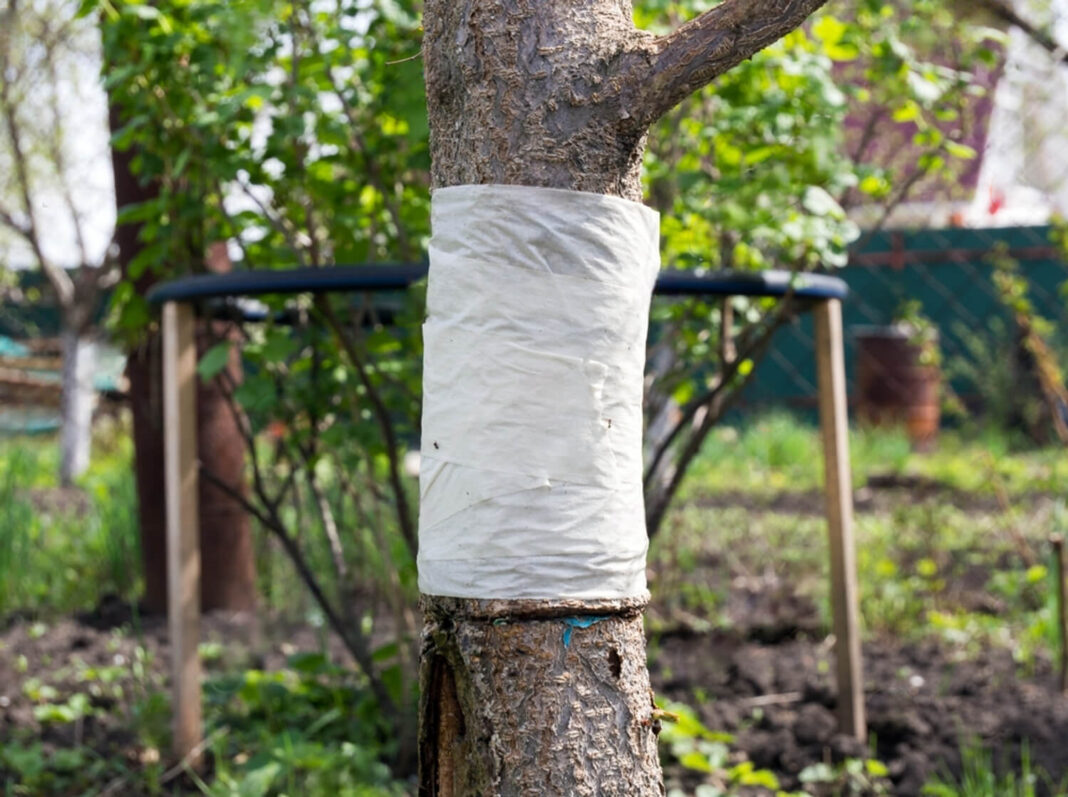 Juosta nuo skruzdėlių aplink kamieną – paprasta, bet labai veiksminga apsauga