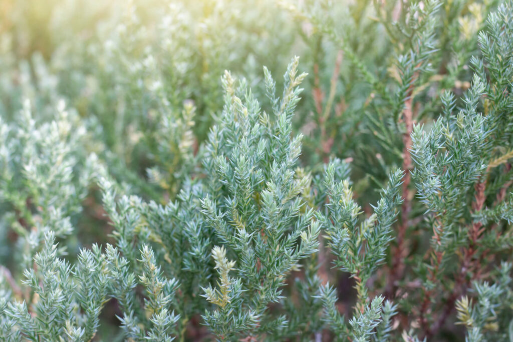 Tankus kadagio krūmas gamtoje – stiprių kadagio šaknų gydomųjų savybių pagrindas.