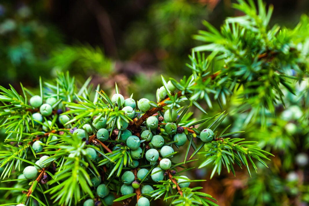 Kadagio šakos su prinokusiomis uogomis – gamtos turtas, kuriame slypi stiprios kadagio šaknų gydomosios savybės.