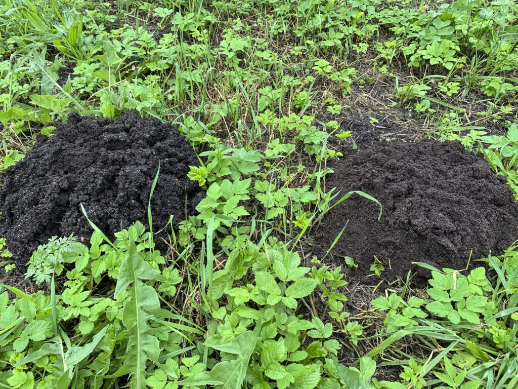  Kaip pašalinti kurmiarausius iš daržo – švieži kauburėliai tarp žolių