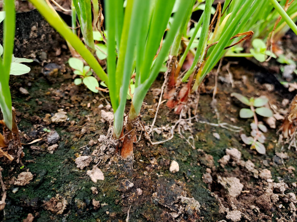 Arti parodyti svogūnų stiebai su tamsia dirva – požymis, kodėl geltonuoja svogūnų laiškai ir silpsta šaknys