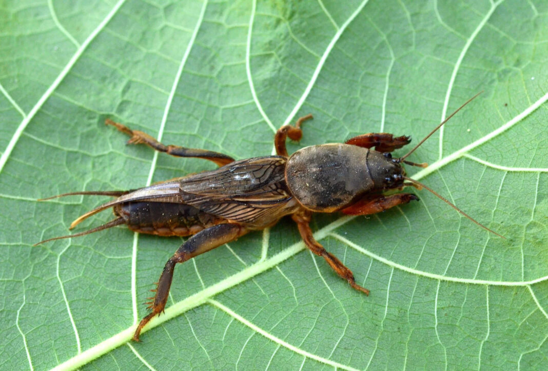 patarimai-nuo-kurklių-pagrindine-straipsnio-nuotrauka Patarimai nuo kurklių: kaip atrodo kurklys iš arti