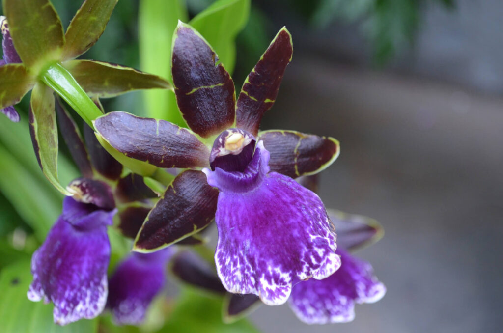 Tamsiai violetinė orchidėja pavėsyje