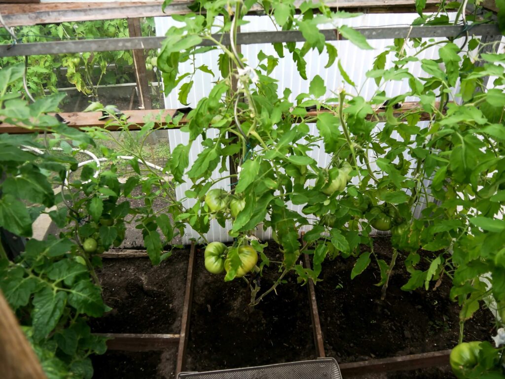 Pomidorai šiltnamyje, pasodinti paliekant aiškų atstumą tarp pomidorų daigų – tinkamas išdėstymas augimo sėkmei.