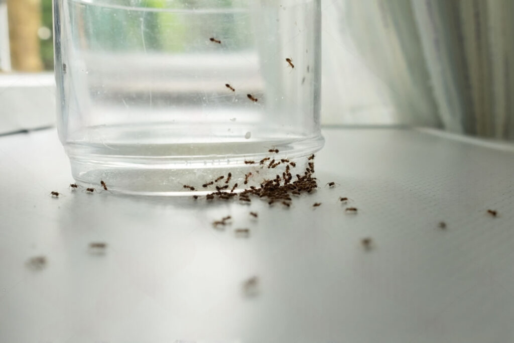 Skruzdėlės virtuvėje aplipusios plastikinį indą ant stalviršio.