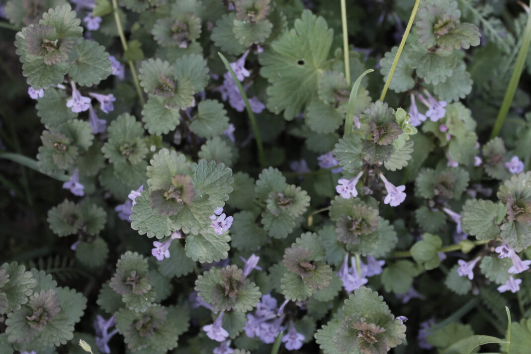 Šliaužiančioji tramažolė (budra) – natūralus augalas iš arčiau