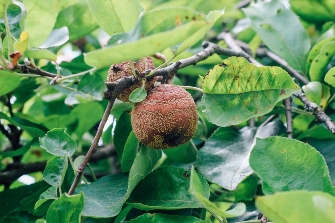 Supuvęs obuolys ant šakos – vaismedžių apsauga nuo ligų buvo nepakankama