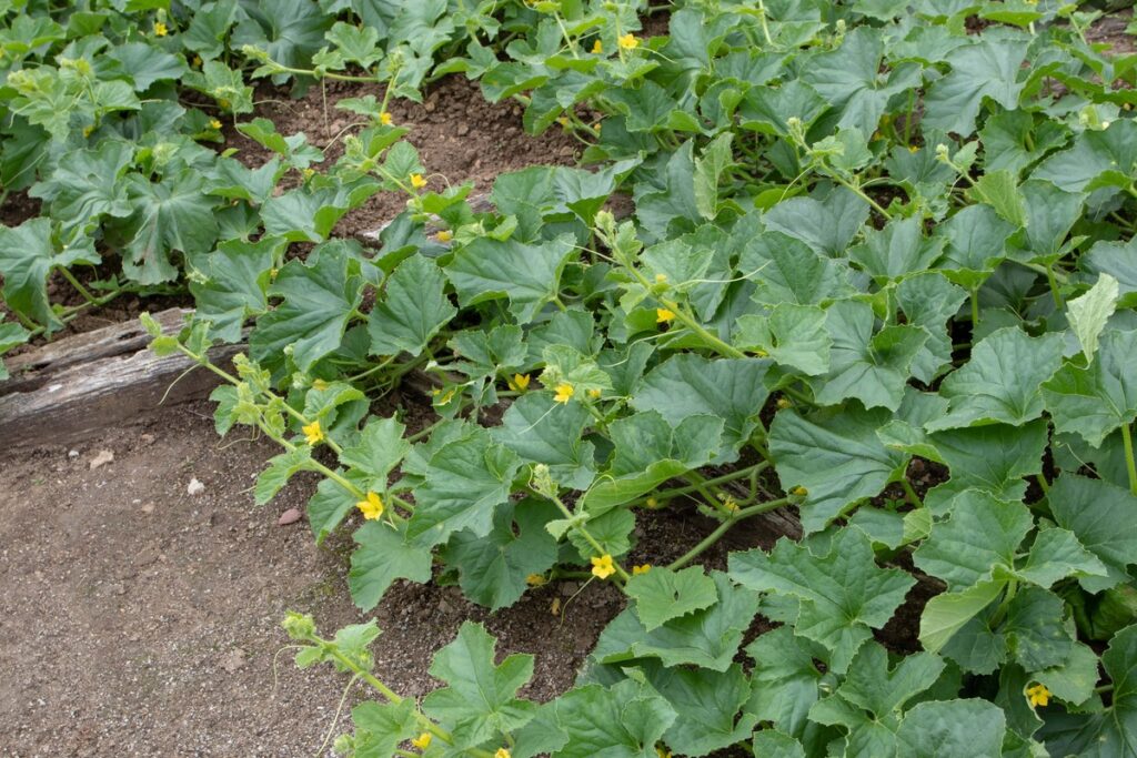 Agurkų augimo sustojimas dėl per tankaus lapijos išsidėstymo lysvėje