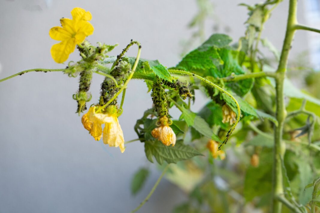 Amoniakas nuo amarų ant agurkų žiedų – efektyvi priemonė nuo kenkėjų