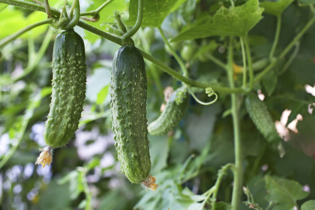 Prinokę agurkai ant augalo – ar tinka pelenai agurkams, kai siekiamas gausus derlius