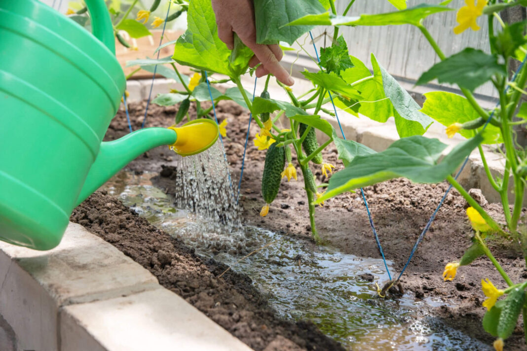 Atstumas tarp agurkų daigų šiltnamyje, rodomas per laistymo procesą – augalai sodinti tinkamu tankumu