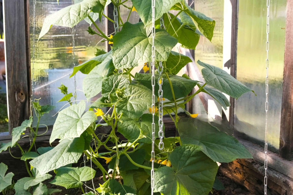 Atstumas tarp agurkų daigų vijokliniame auginime šiltnamyje, suformuotas taip, kad augalai augtų sveikai