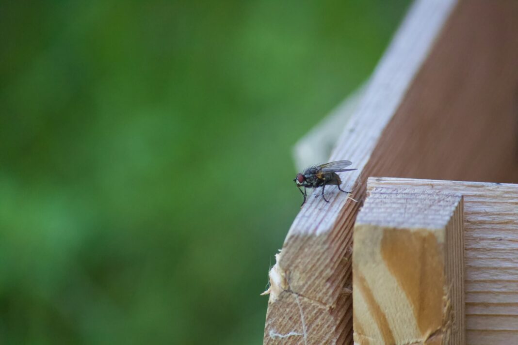 Musė ant medinės dėžutės krašto – kenkėjas, kuriam netinka augalas, kurio nemėgsta musės