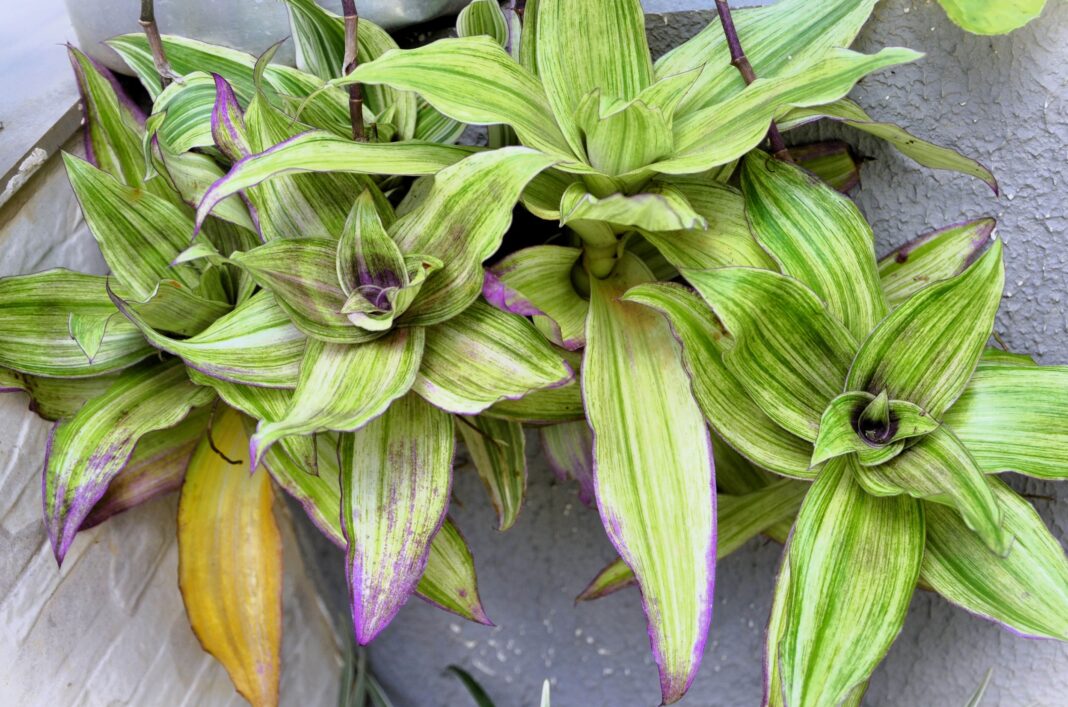 Auksinis ūsas su subrendusiais lapais, tinkamais užpilų ir trauktinių gamybai.