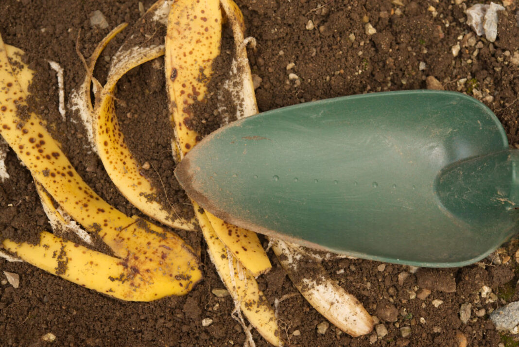 Banano žievelė ant sauso žemės paviršiaus – galima naudoti kaip trąšą darže.
