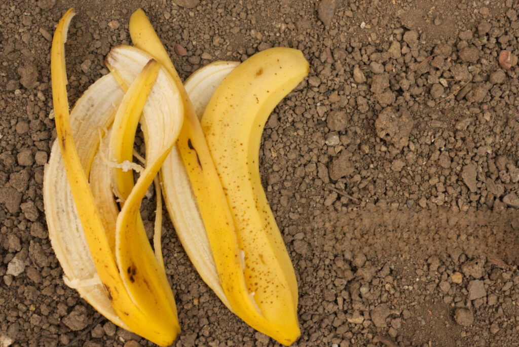Banano žievelė padėta ant daržo dirvos paviršiaus – natūrali trąša pomidorams.