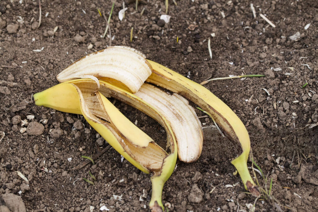 Banano žievelė kaip trąša – šalia įkastos į dirvą ir šalia esantis kastuvas.