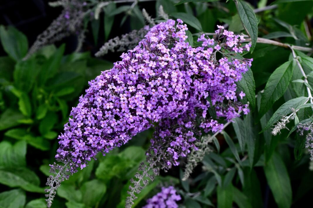 Budlėja auginimas sode – ryškiai violetiniai žiedai ant vešlaus krūmo