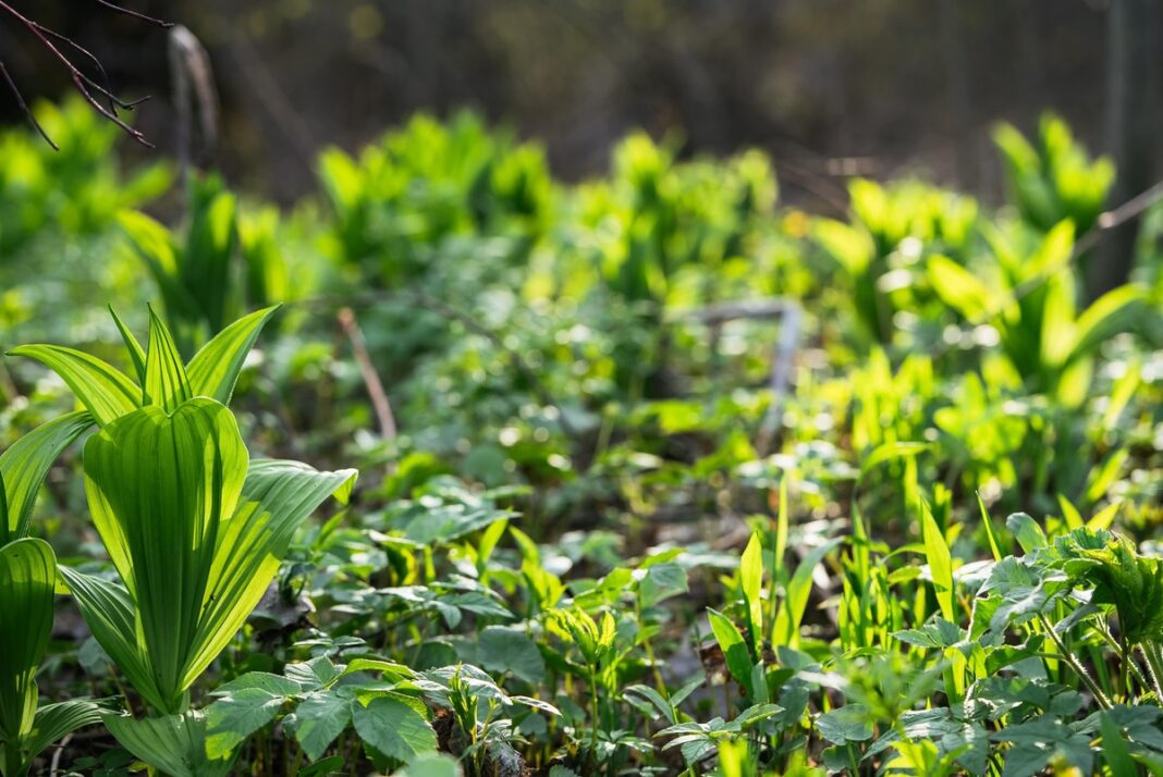 Čemeryčia (Veratrum album) augalas augantis laukinėje gamtoje tarp kitų žolinių augalų.