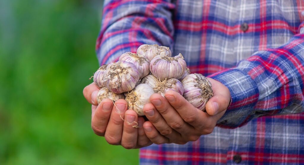 Šviežiai nuimtas česnakas kasdien – laikomas rankose, tinkamas natūraliam vartojimui.