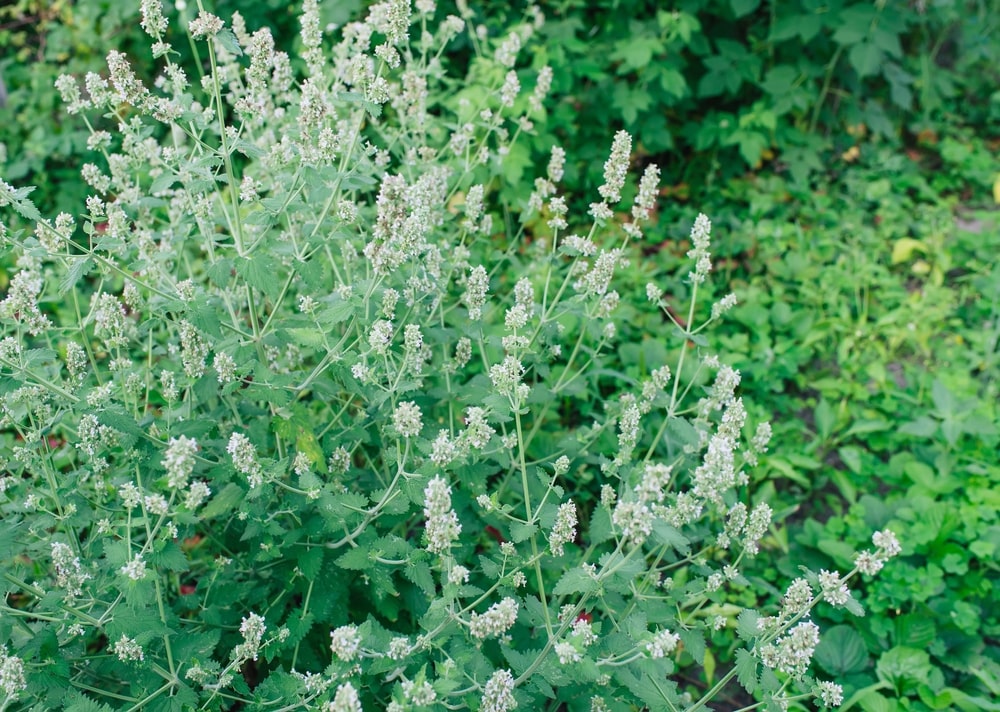 Augalai nuo kenkėjų – citrininės melisos savo kvapu atbaido vabzdžius