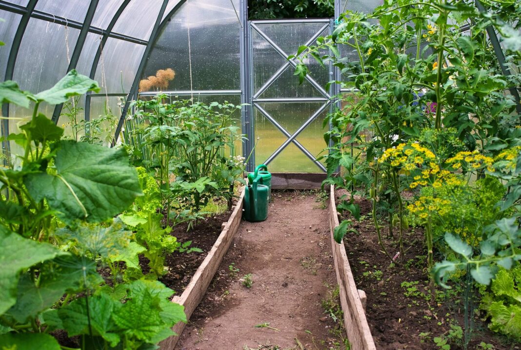 Daržovių derinimas šiltnamyje su pomidorais, salotomis ir agurkais