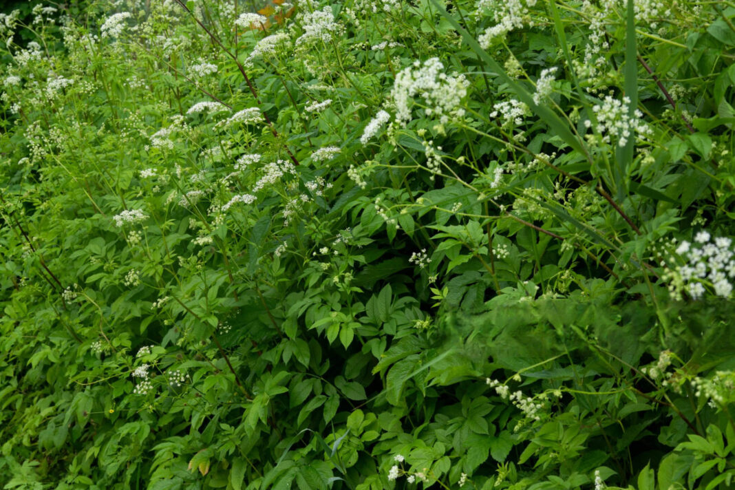 Garšvų naikinimas – žydinčios daugiamečių garšvų kolonijos gamtoje