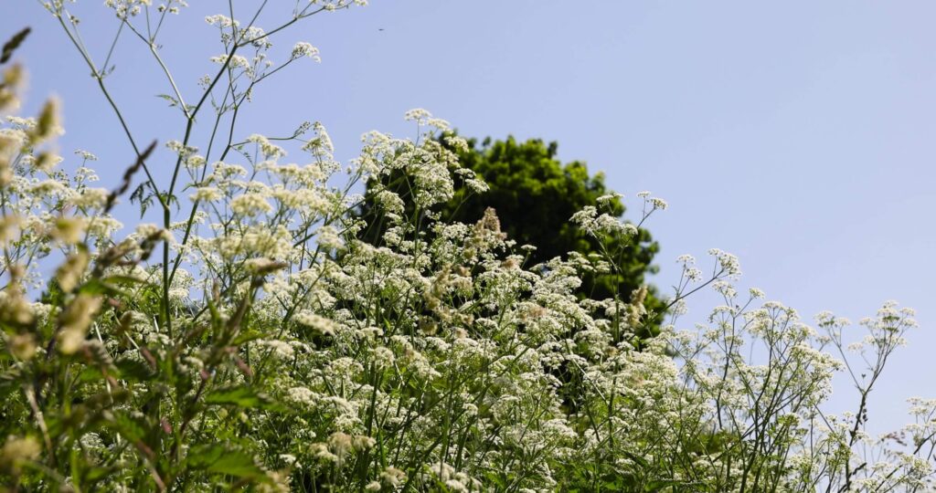 Garšvų naikinimas – aukštai žydinčios garšvos su baltais žiedais danguje