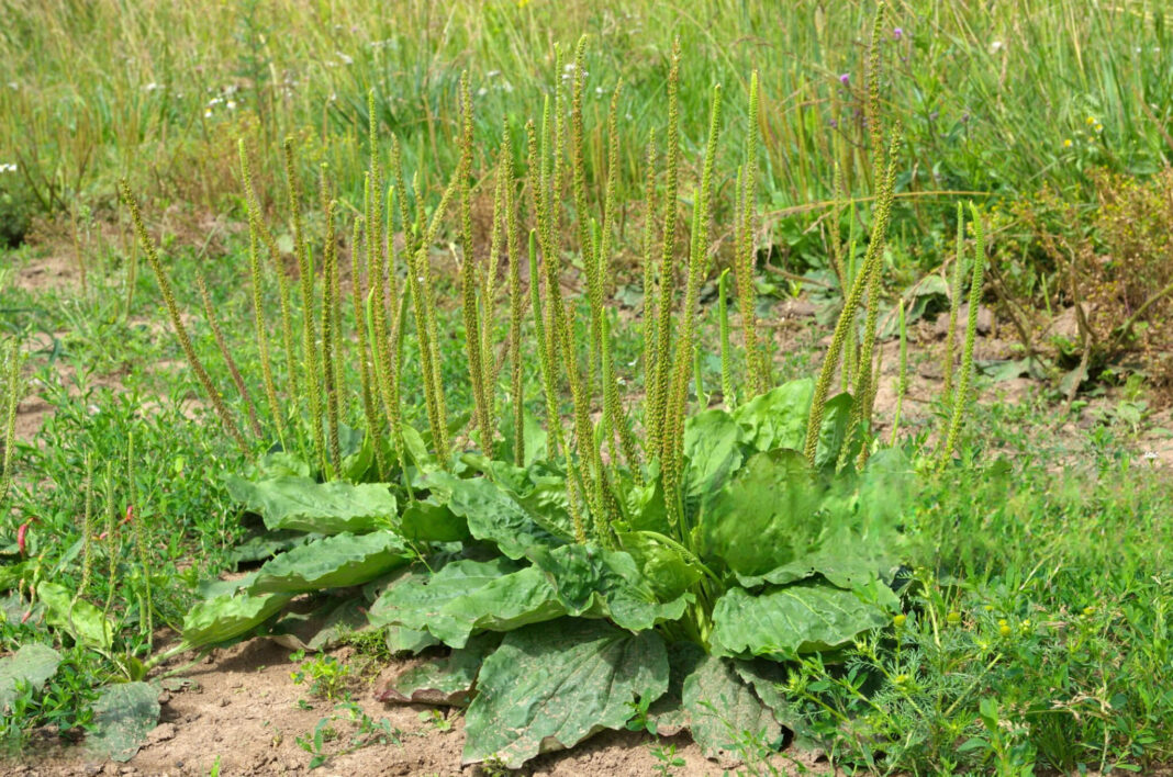 Gysločio nauda pievoje augančiame kupste – dažnas, bet nepelnytai pamirštas gydomasis augalas.