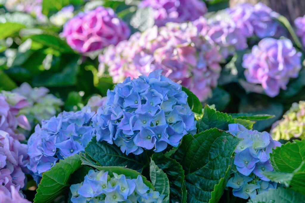 Hortenzijų dauginimas – mėlynos ir violetinės žiedų spalvos iš arti