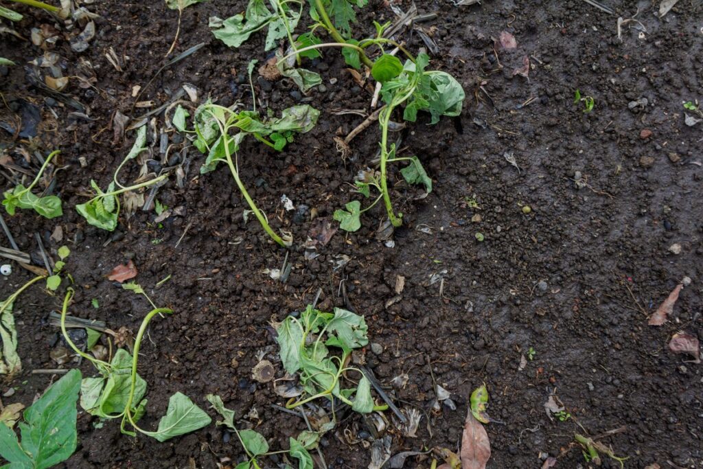 Išsekusi dirva ir susiraukšlėję, suglebę lapai – aiškus trąšų trūkumo požymis